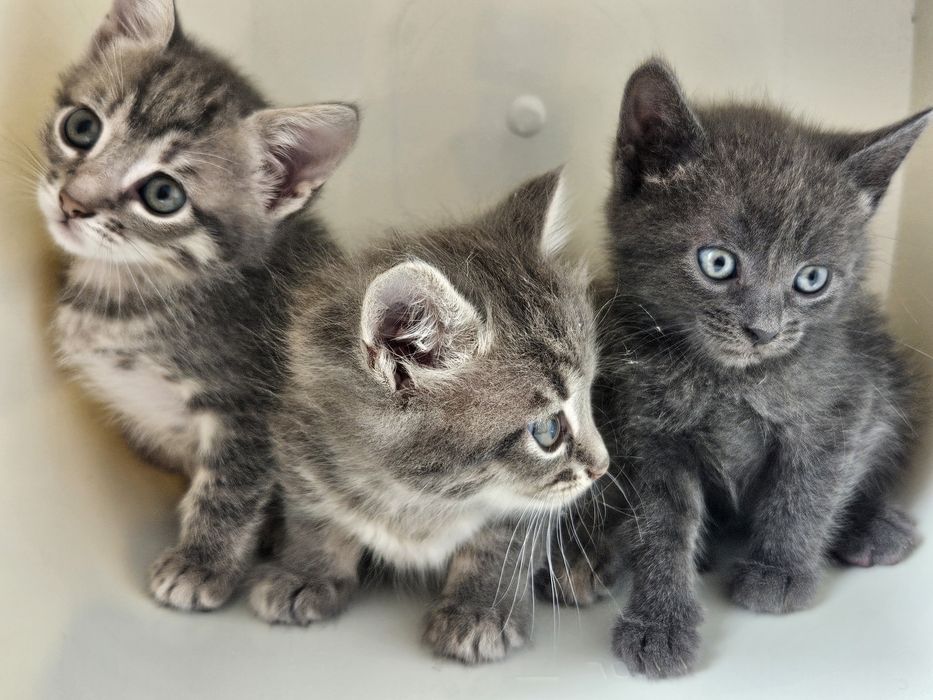 Віддам кошенят безкоштовно