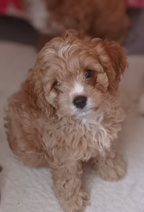 Cavapoo F1 suczka