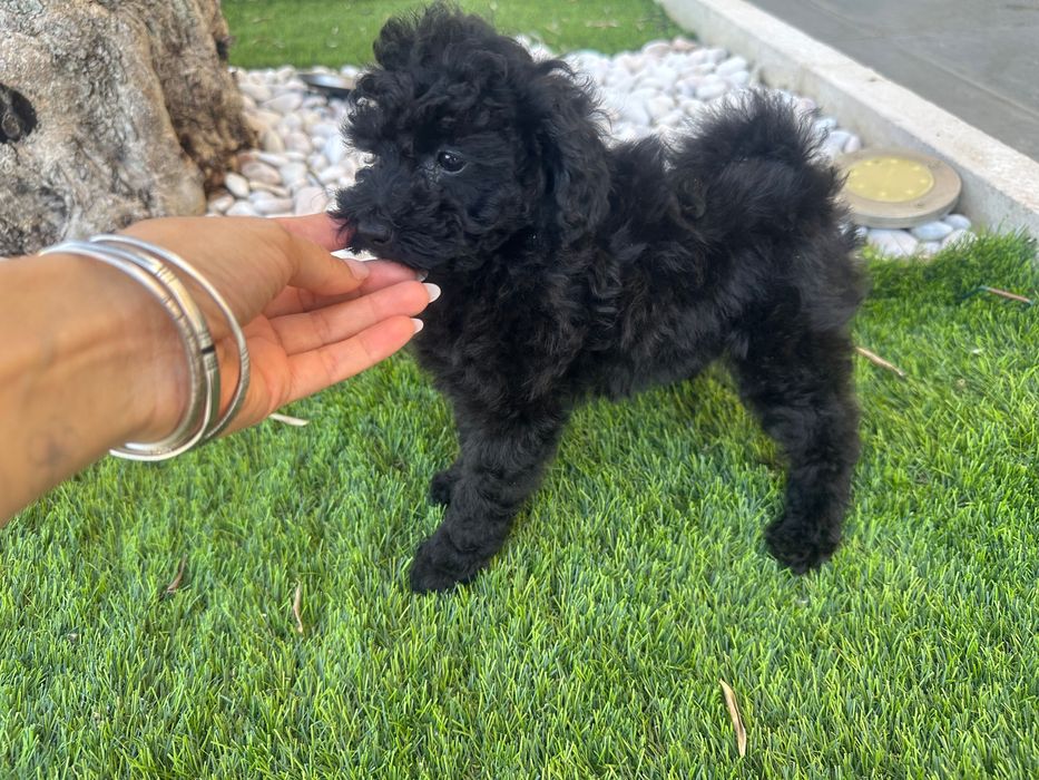 Caniche toy preta com 2 meses