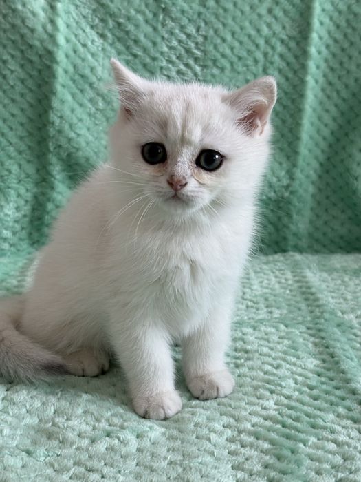 Kocur brytyjski ns11