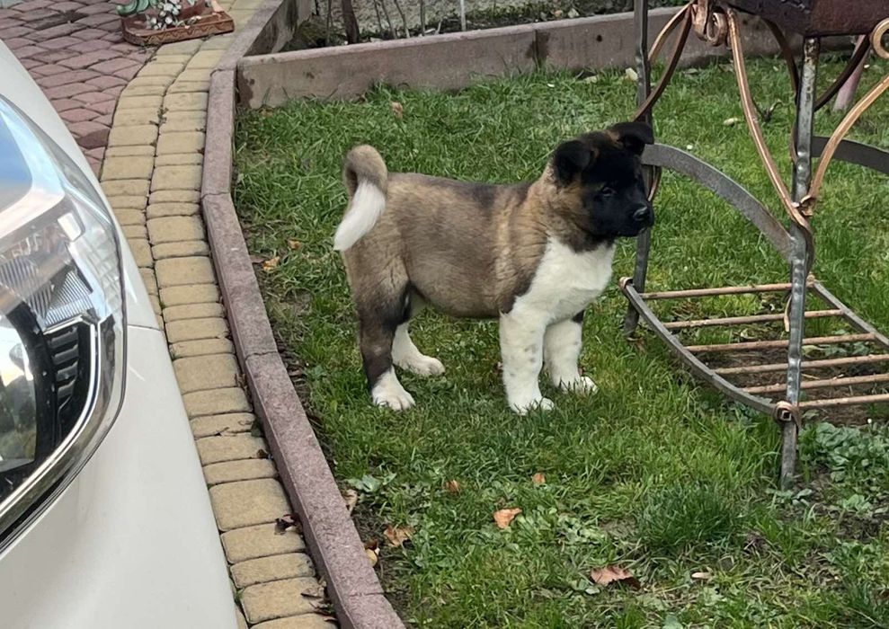 Американська акіта