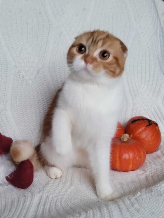 Ошатна підрощена Скотіш фолд  діачинкa d2203