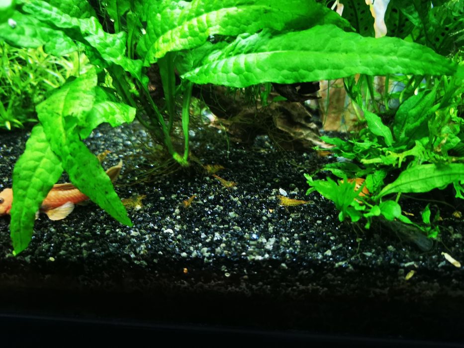 Caridinas orange tiger