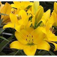 Лілії різних сортів та кольорів