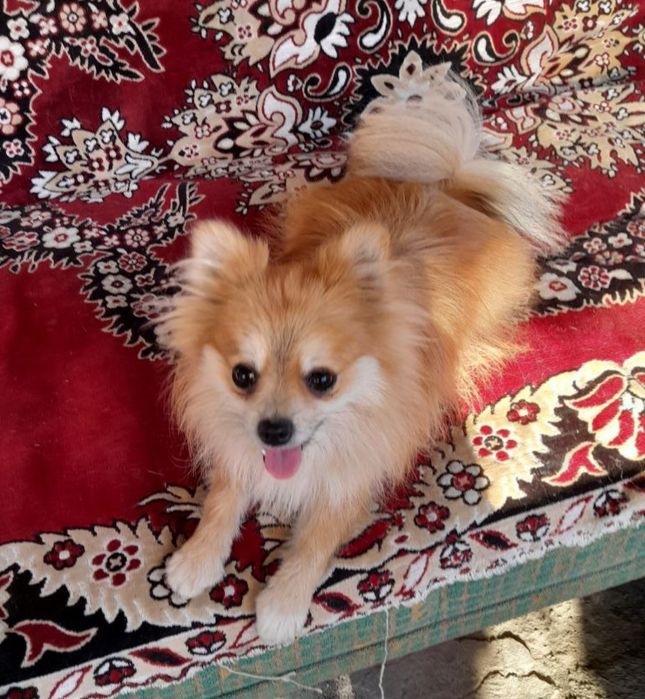 Продам померанського шпица