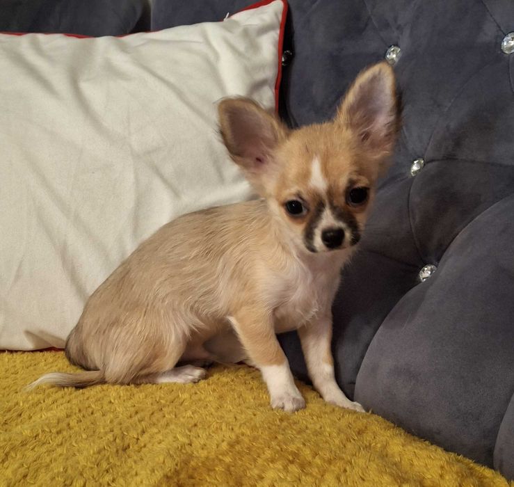 Piesek Chihuahua