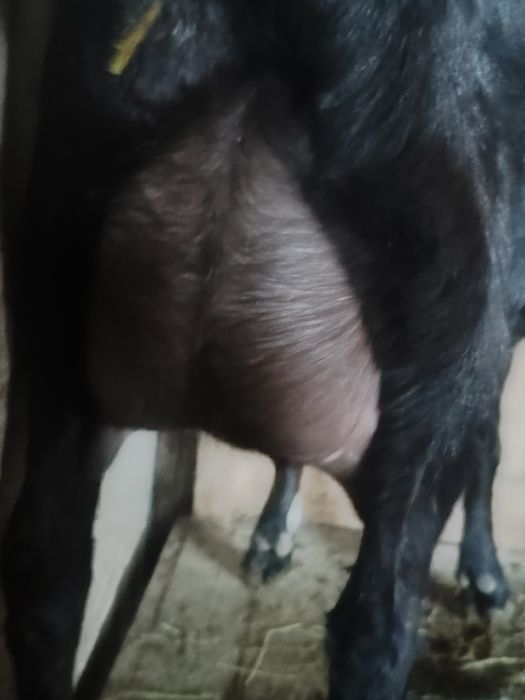 Продам козу дійну