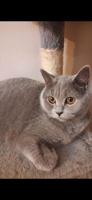Kot brytyjski -British Shorthair ( krótkowłosy)