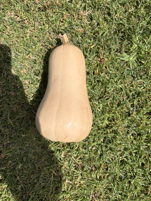 Abóboras butternut