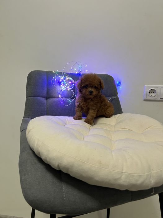 Той пудель тикап той пудель тікап кітай