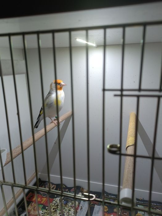 Szczygły syberyjskie. Major