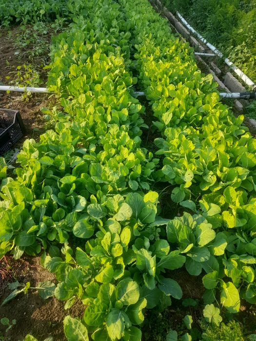 Pencas couve ao cento para plantar