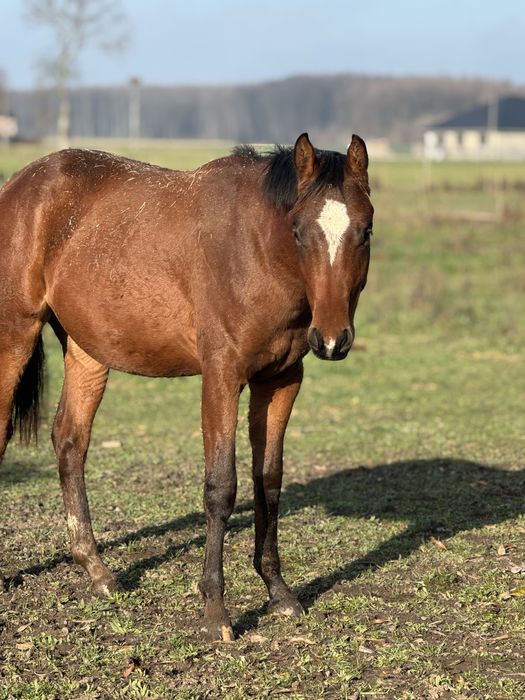 Ladnie malowany ogierek