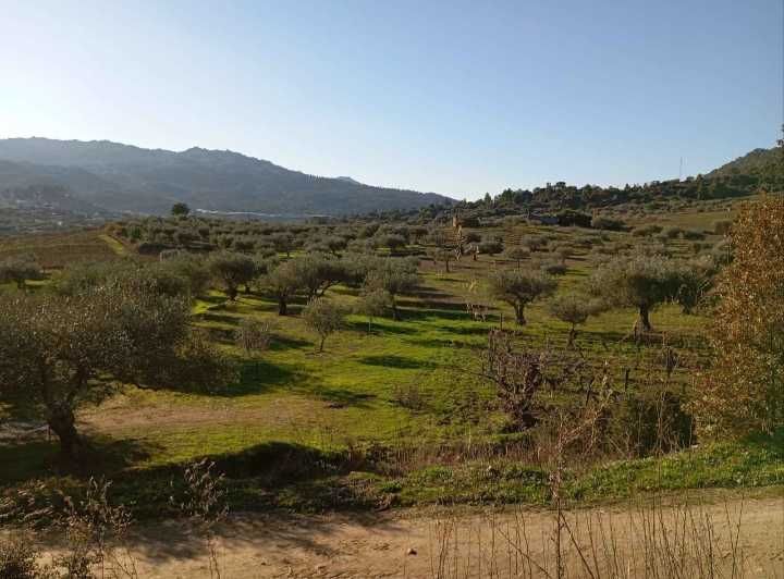 venda de azeite caseiro Trás os montes Carrazeda de Ansiães