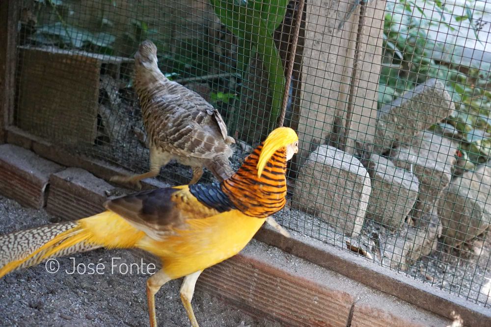 Vendo casais de faisões de diversas raças