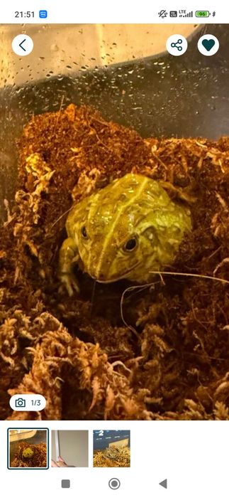 Żaba byk  Pyxicephalus adspersus