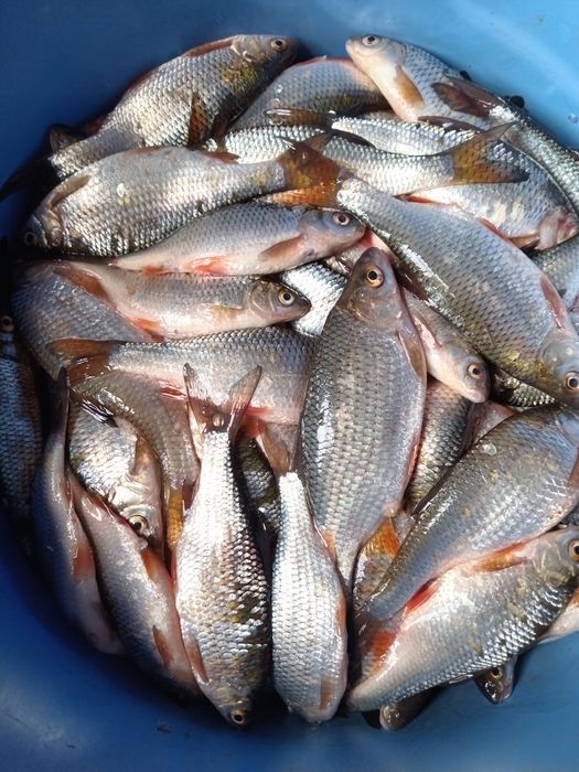 Плотва свіжого вилову   з ікрою доставка .