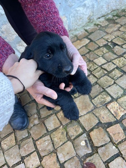 Cães bebés adoção