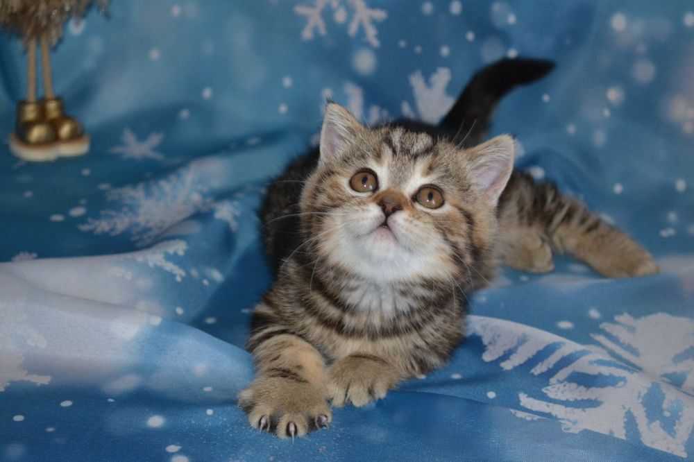 Лагідна кіцуня для вас