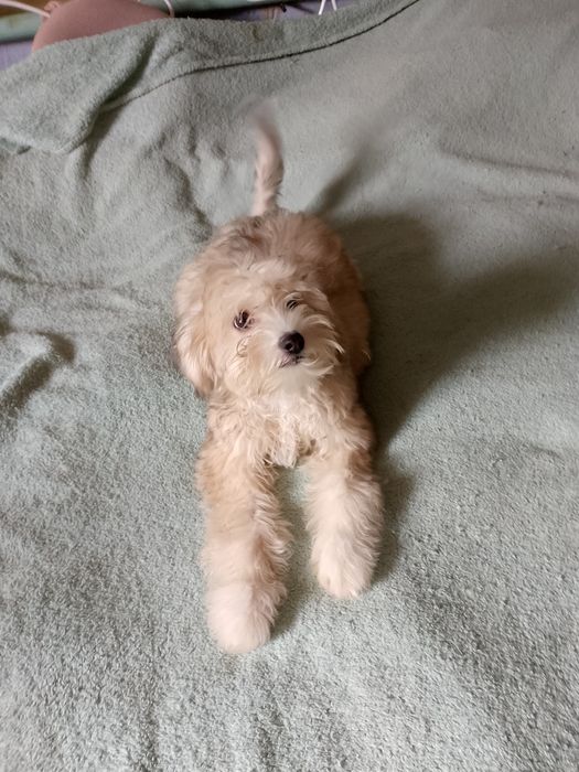 Продам щенка Китайской хохлатой