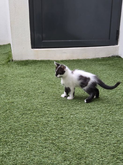 Gatinhos para adoção