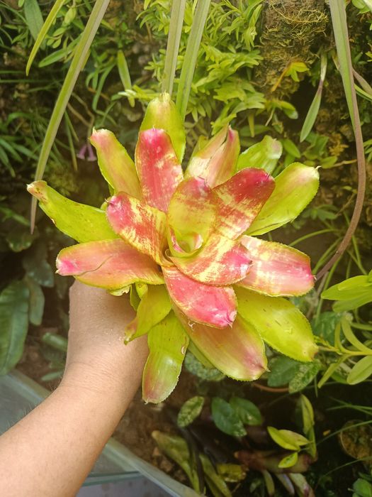 Неорегелія Neoregelia sp mini