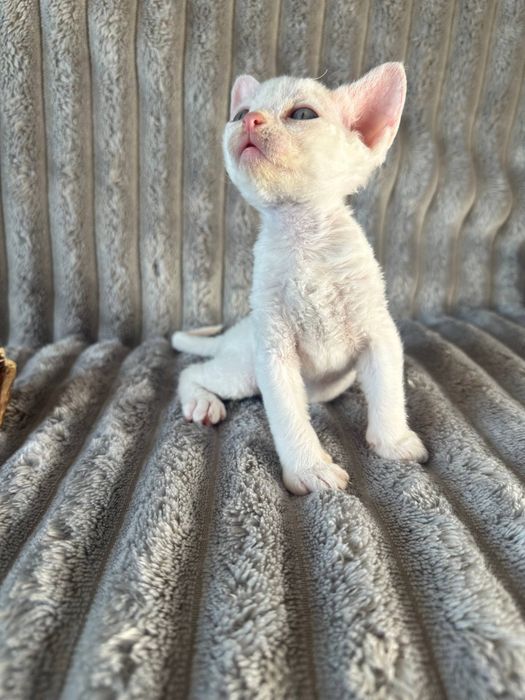 Котик Девон рекс/Devon Rex