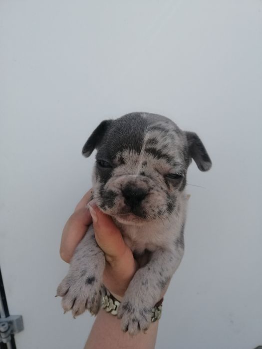 Французики Голубі та Мерле