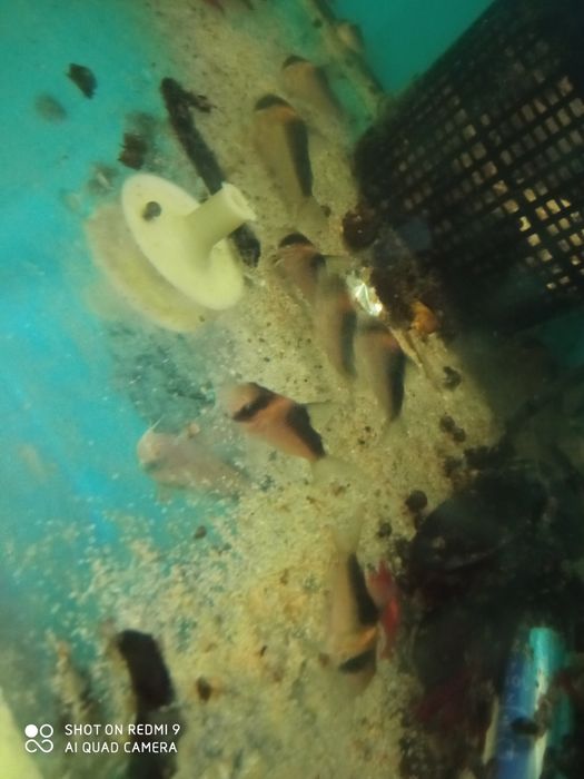 Kirysek adolfi  CORYDORAS adolfi kirys ryba rybka