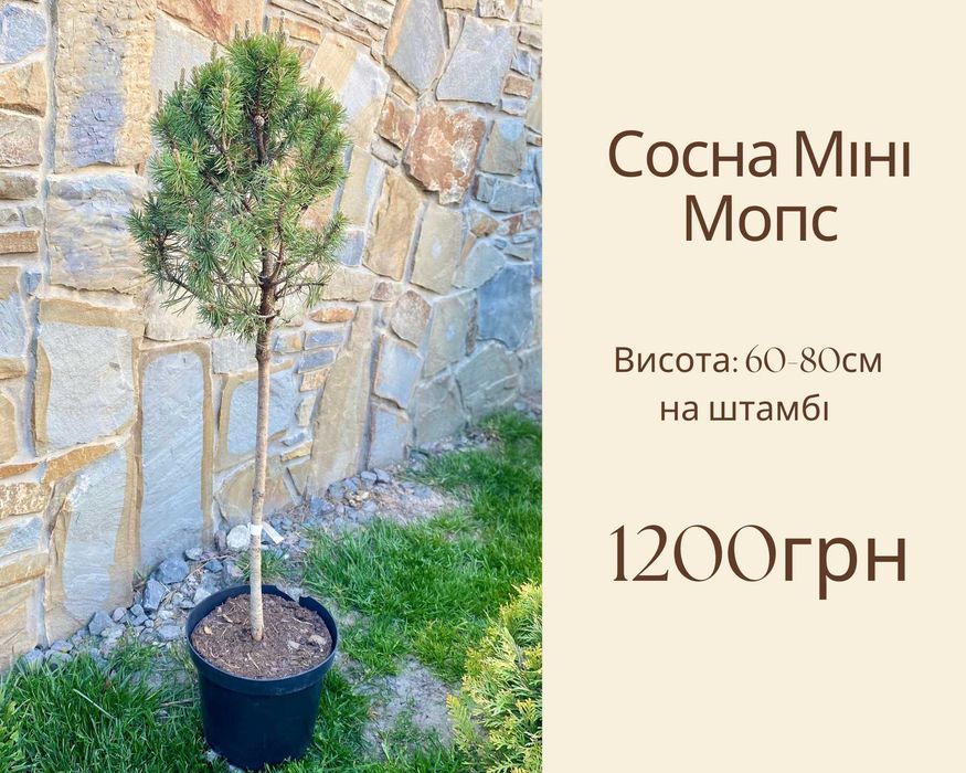 Айс Брейкер Магнолія Бізарро Прокумбенс Глаука Глобоза Сосна Міні Мопс Кипарисовик Нана Граціліс ланшафтний дизайн