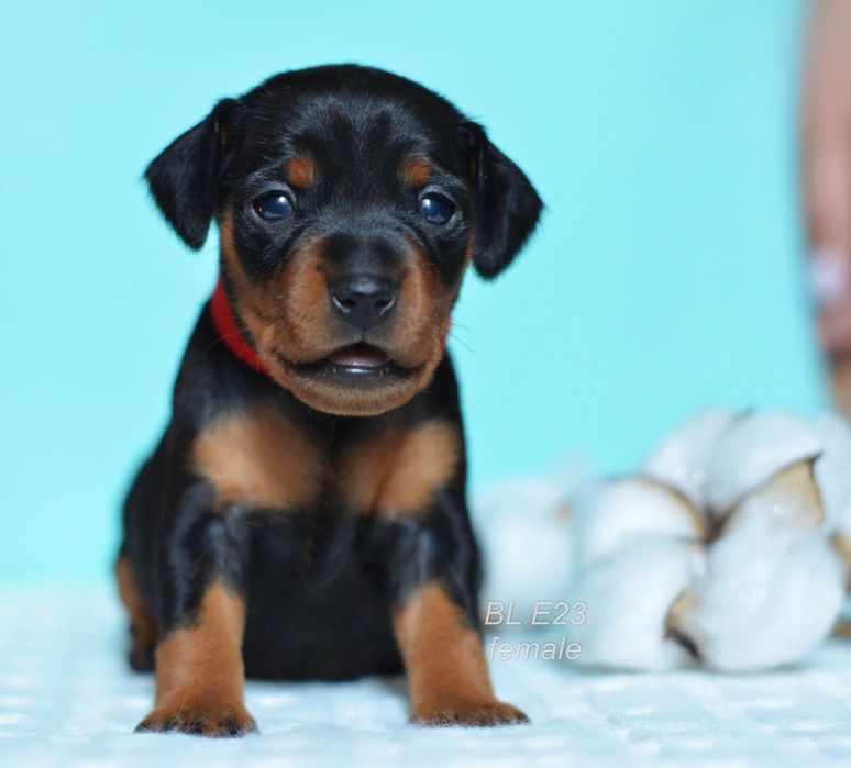 Цвергпінчер ( карликовий , миниатюрний пінчер )