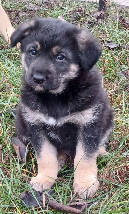 Німецька вівчарка