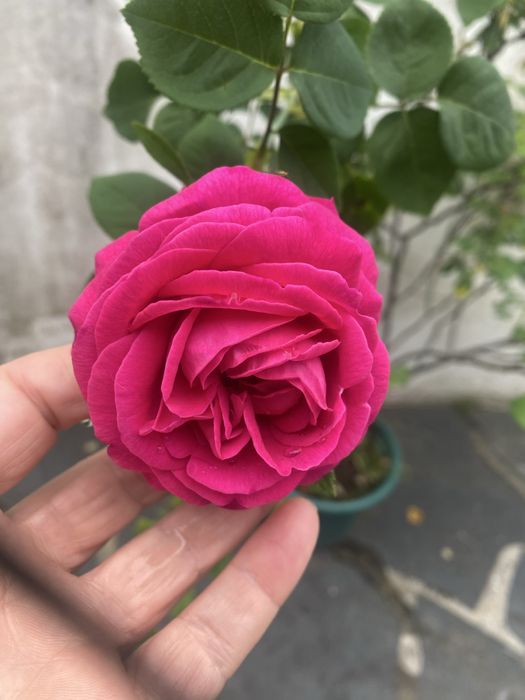 Planta Roseira de alexandria perfumadas