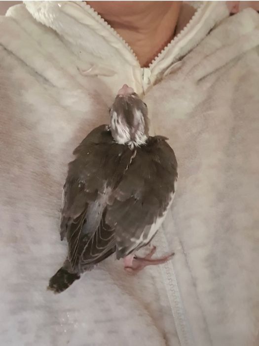 Caturras  criadas  à mão