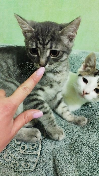 Віддам Безкоштовно в добрі руки