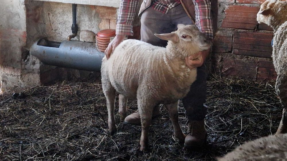 Borregos Texel Cruzados – Prontos para Criar ou Carne de Excelência