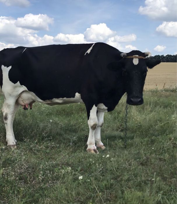 Продам тільну корову