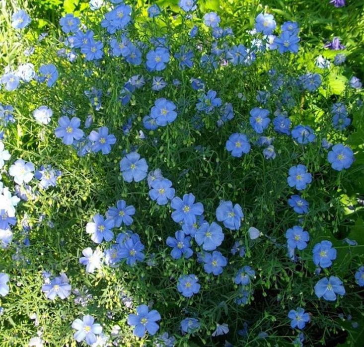 Льон садовий багаторічний.Лілейник лимонний.Люпин.