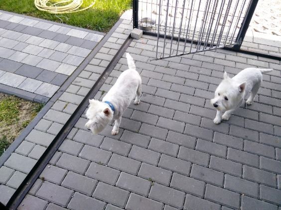 West Highland White Terrier gotowe do odbioru