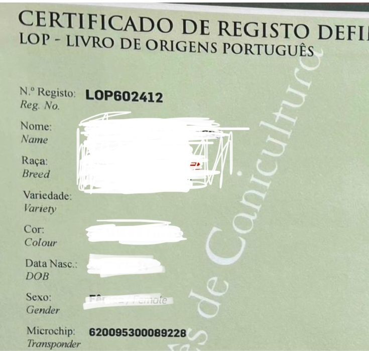 sharpei / Shar Pei macho