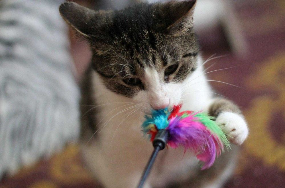 Staś ok 3 letni kocurek szuka domu niewychodzącego