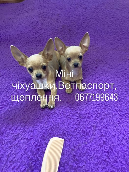 Чудові дівчатка чіхуашки