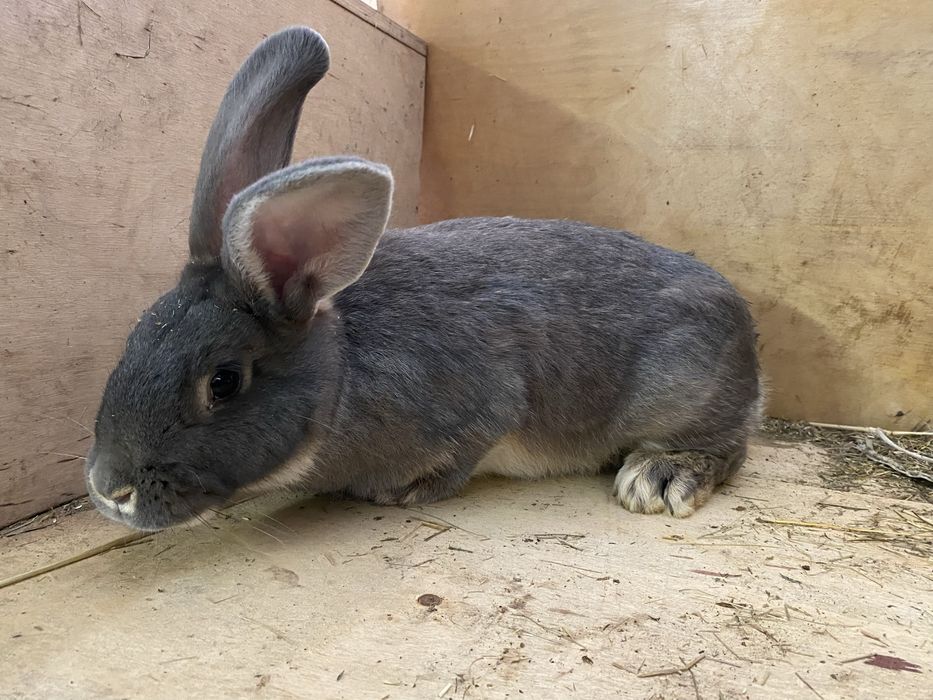 Samice królika mieszańce