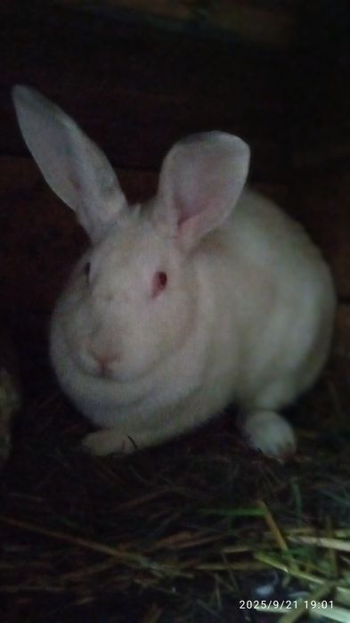 Продам,  велику , гарну кролишку