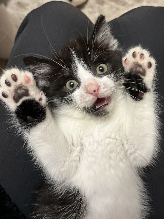 Віддамо котика в добрі руки