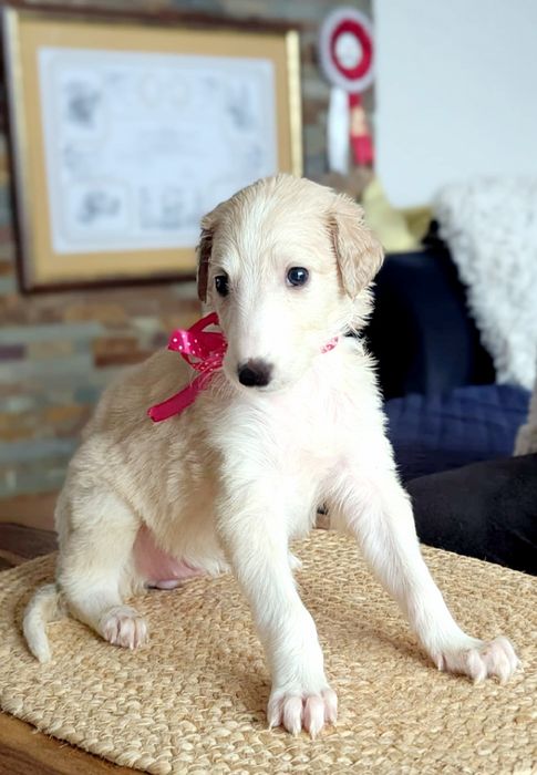 Chart Rosyjski Borzoj suczka