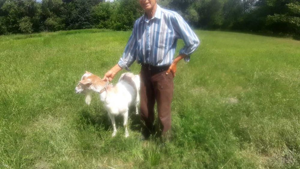 Безрогі дійні кози, смачне без запаху молоко, ручні, люблять діток