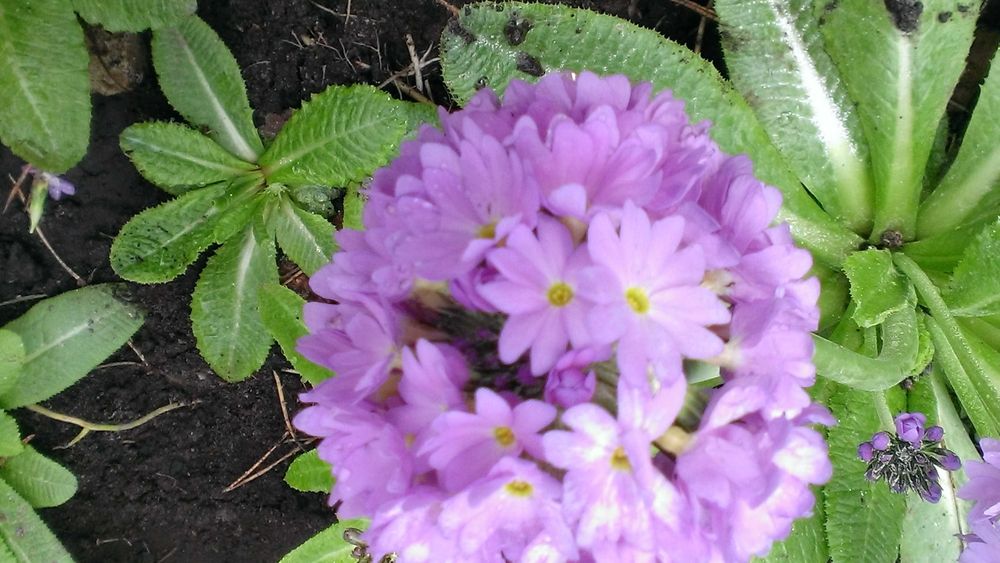 Примула  дрібнозубчата ( Пон Пон)