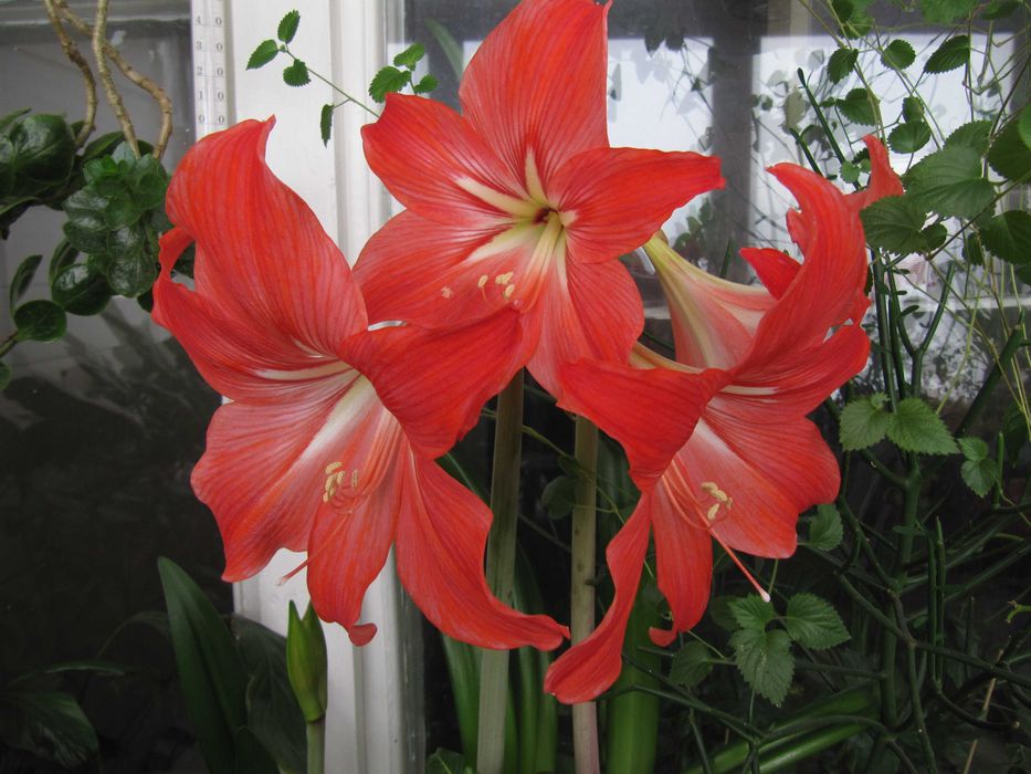 Детки гиппеаструма(перекрестное опыление)