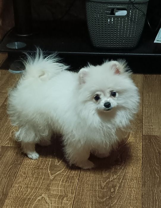 Девочка померанский шпиц